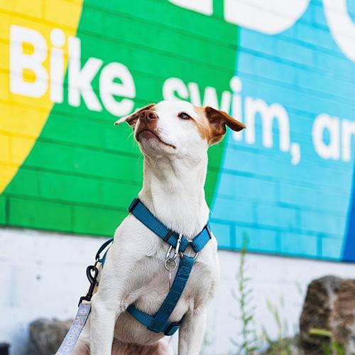 2020 Pedalheads welcomes office dog Muffin to its headquarters in Vancouver